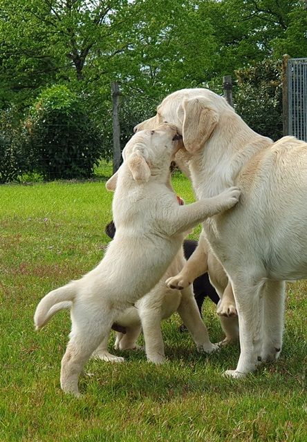 La légende de la loutre - Portée de chiots noirs et sables attendue pour début septembre 2024