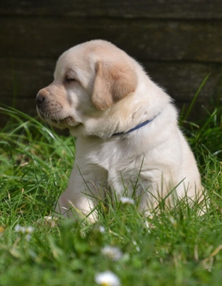 chiot Labrador Retriever La légende de la loutre