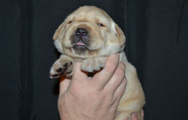 La légende de la loutre - Chiot disponible  - Labrador Retriever