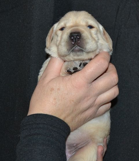 La légende de la loutre - Chiot disponible  - Labrador Retriever