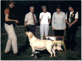 TR. CH. Lejie Vanity fair