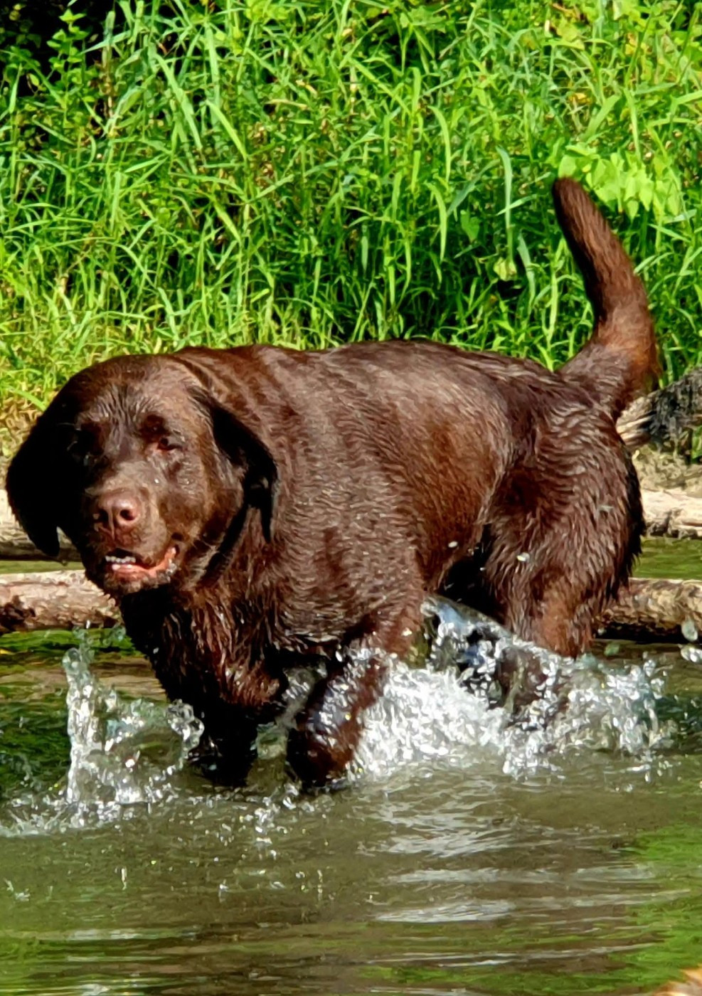 Thank you de La légende de la loutre