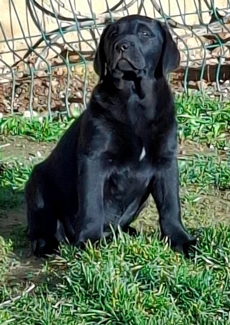 All black de La légende de la loutre