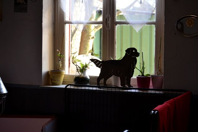 Chiots espérés pour cette automne...