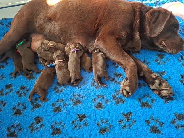 La légende de la loutre - Chiots disponibles - Labrador Retriever