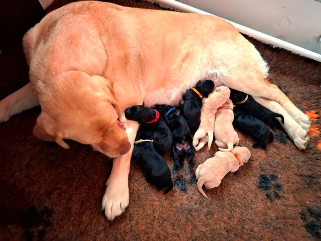 Chiot Labrador Retriever La légende de la loutre