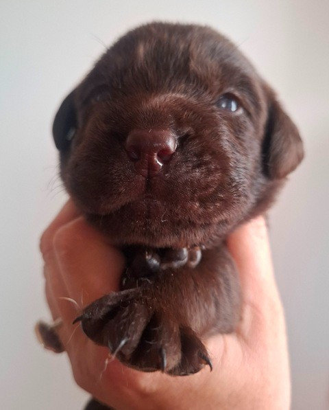 La légende de la loutre - Chiots disponibles - Labrador Retriever