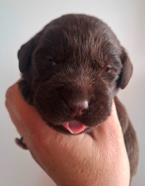 La légende de la loutre - Chiots disponibles - Labrador Retriever