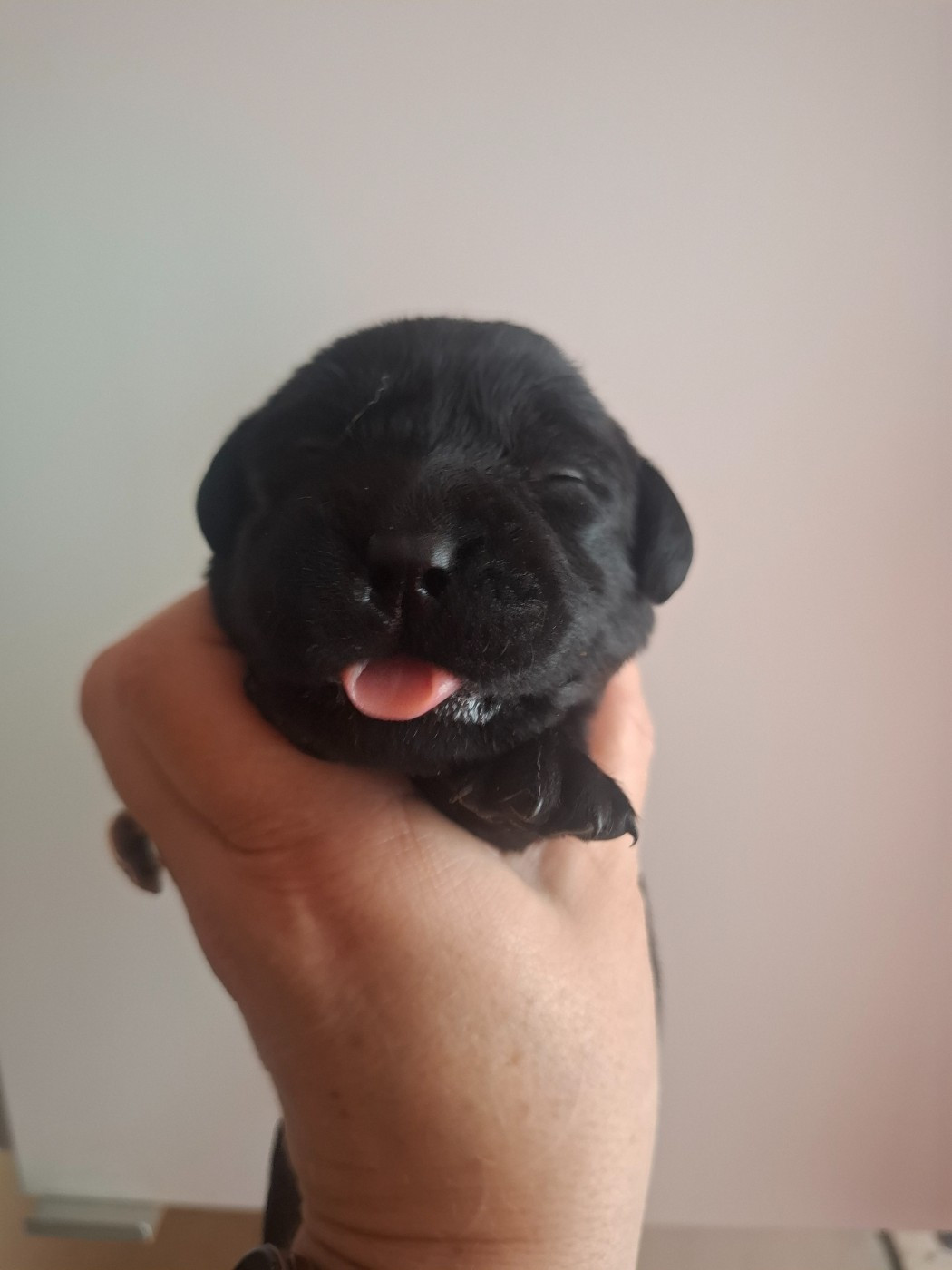 La légende de la loutre - Chiots disponibles - Labrador Retriever