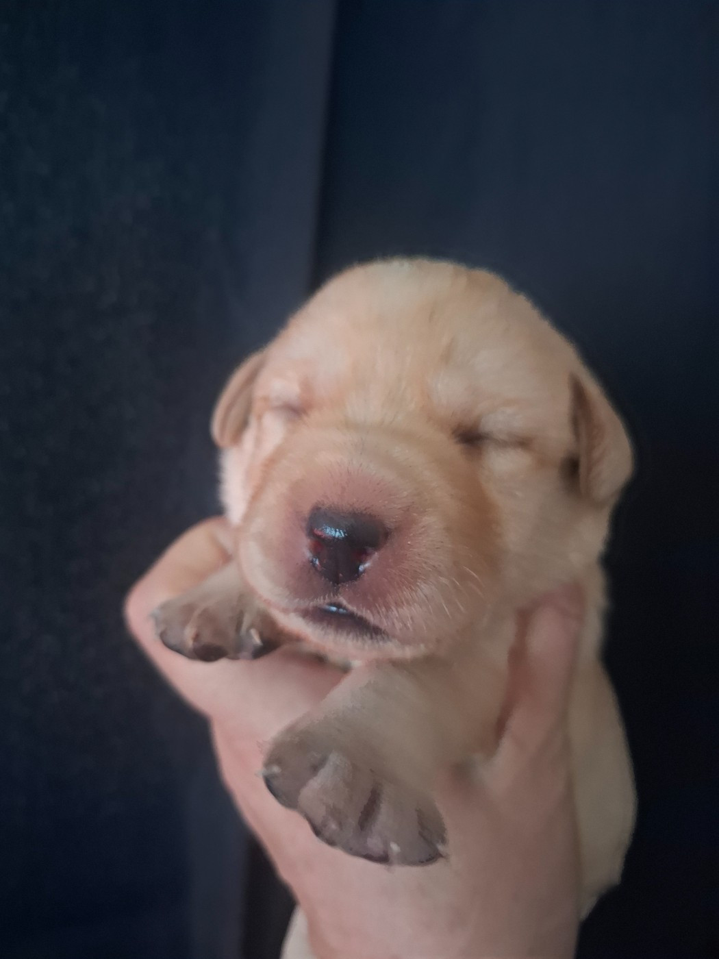 La légende de la loutre - Chiots disponibles - Labrador Retriever