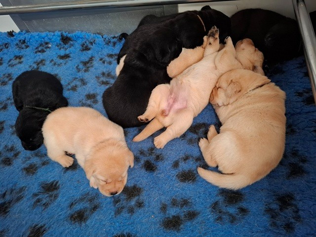 La légende de la loutre - Labrador Retriever - Portée née le 24/03/2026