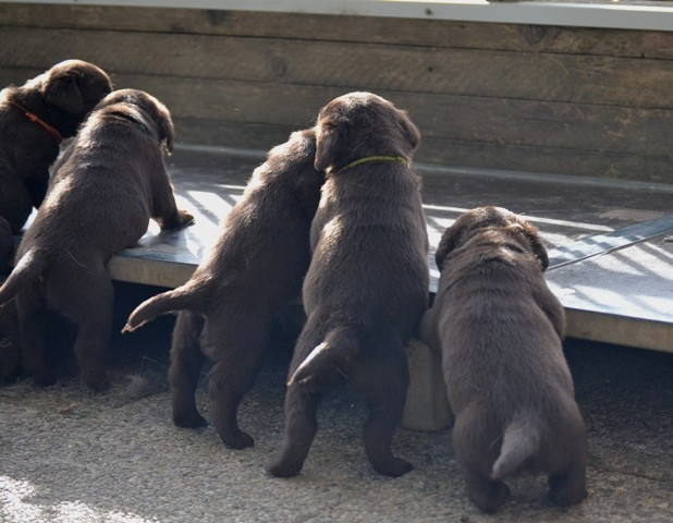 La légende de la loutre - Labrador Retriever - Portée née le 17/03/2026