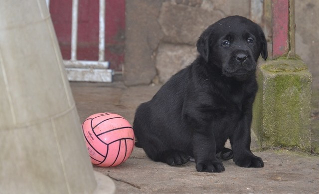 La légende de la loutre - Chiots disponibles - Labrador Retriever