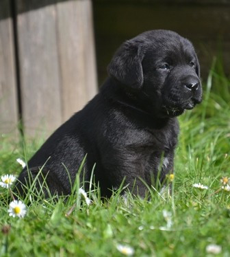 La légende de la loutre - Chiots disponibles - Labrador Retriever