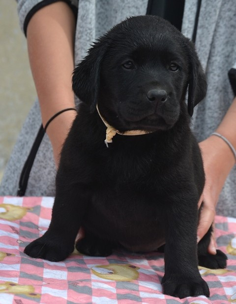La légende de la loutre - Chiots disponibles - Labrador Retriever