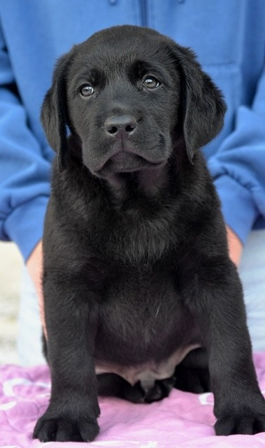 La légende de la loutre - Chiots disponibles - Labrador Retriever