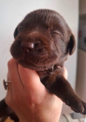 Chiot mâle marron