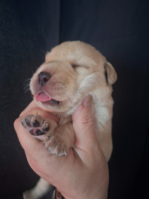 Chiot mâle sable