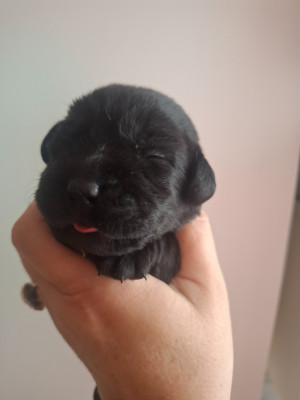 Chiot femelle noire