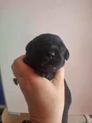 Chiot femelle noire