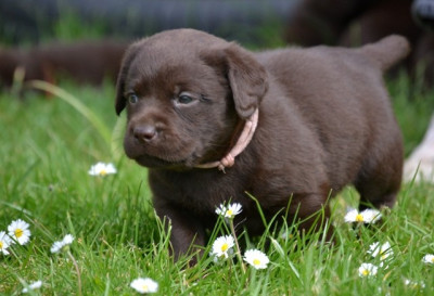 Bonnie Brown de La Légende de La Loutre