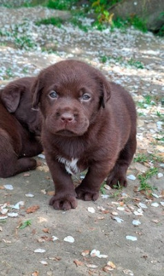 Brownie I de La Légende de La Loutre
